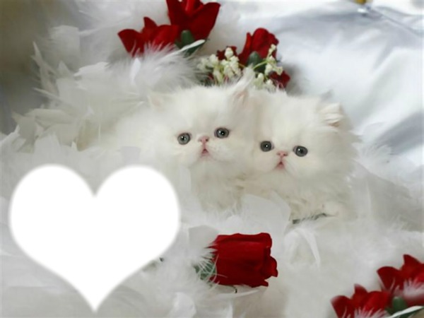 chatons Montage photo