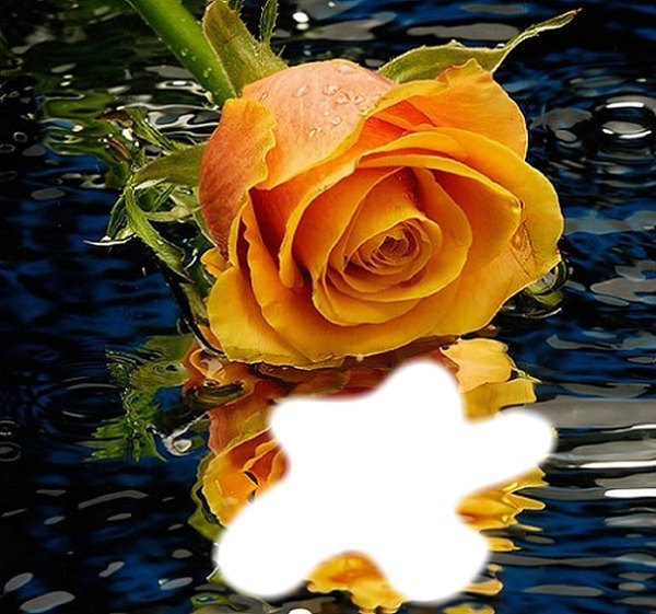 reflet d'une rose Фотомонтаж