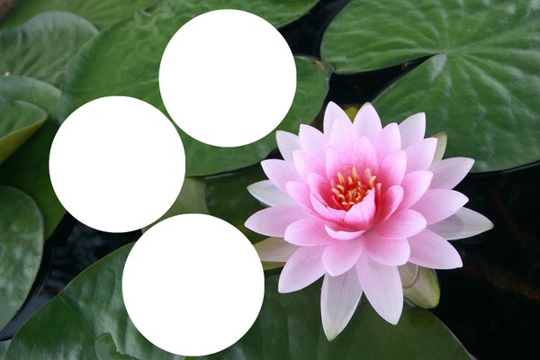 lotus Photo frame effect