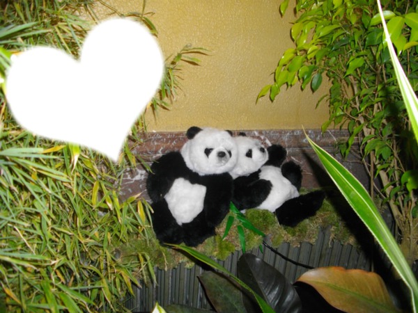 panda coeur Fotomontáž