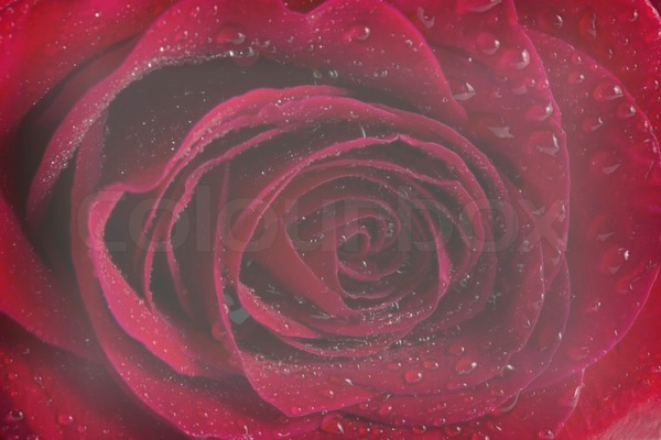 Rosa Roja bonita Fotomontagem