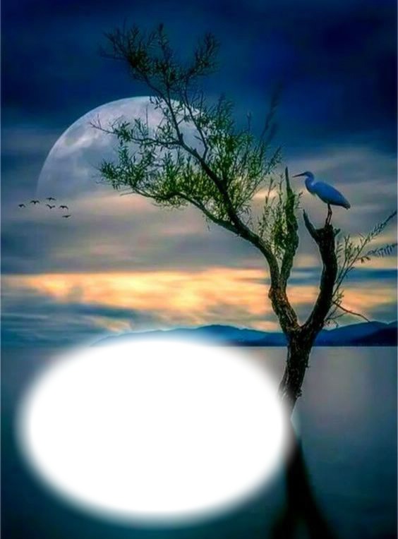 Nuit-lune-oiseau-lac Фотомонтажа