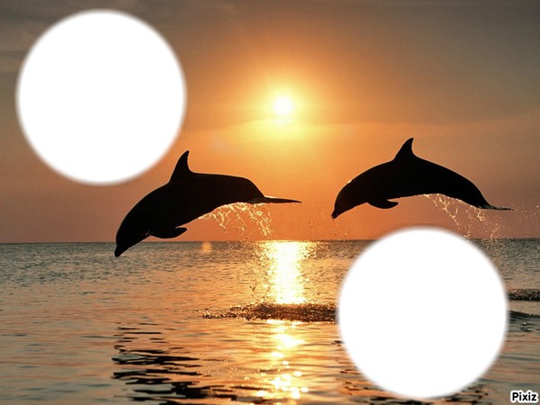 Les dauphins Fotomontaggio