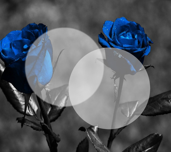 Roses Fotomontāža