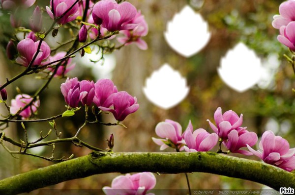 branches de magnolias Fotomontaż