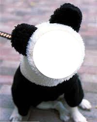 perrito panda Montaje fotografico