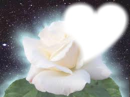 rose blanche Fotomontaż