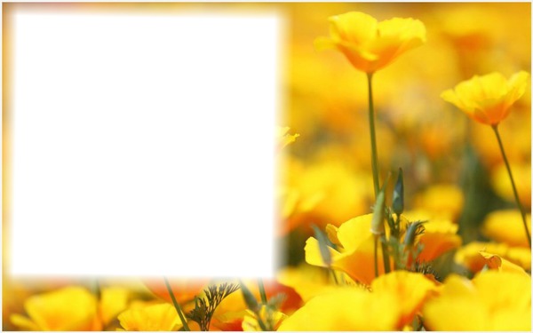 yellow flowers Photo frame effect