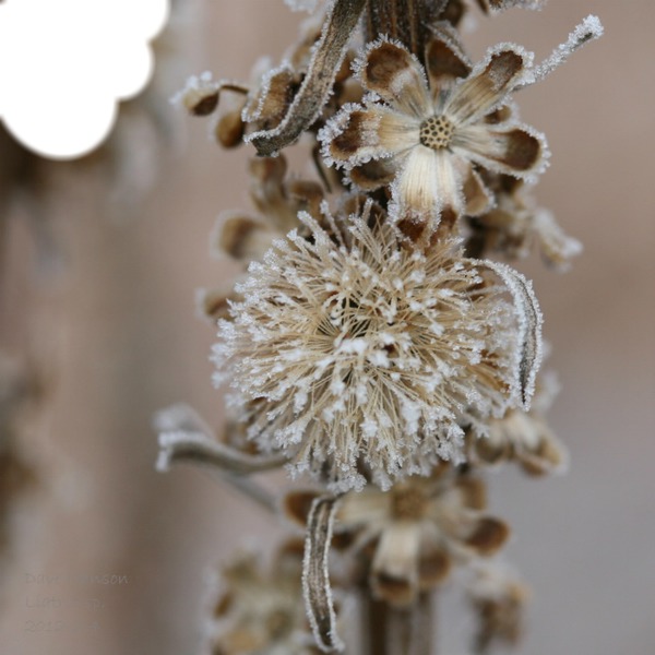 Winter Flower Fotomontažas