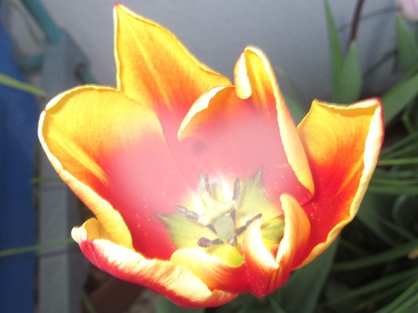 tulipe Fotomontāža