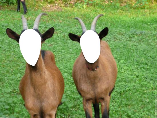 Les Chèvres Montaje fotografico