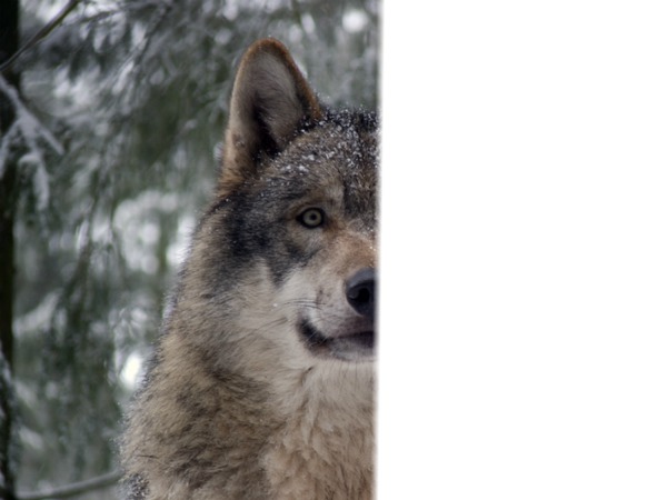 wolf face Valokuvamontaasi