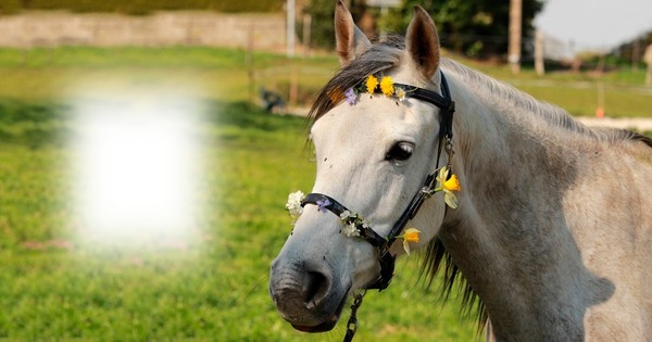 Horses Photo frame effect