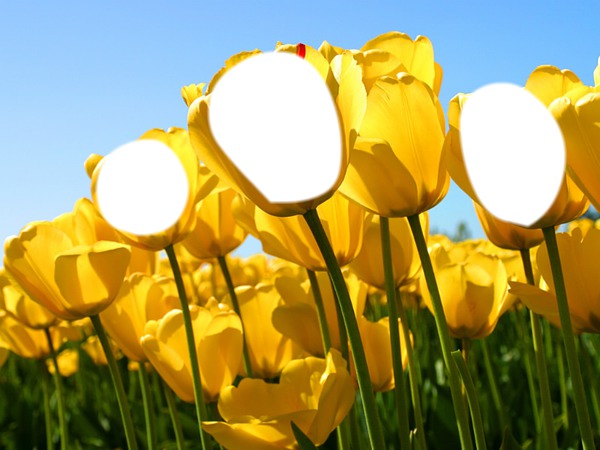 tulipanes フォトモンタージュ