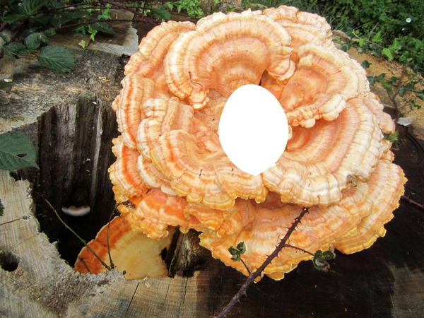 champignon Fotomontāža