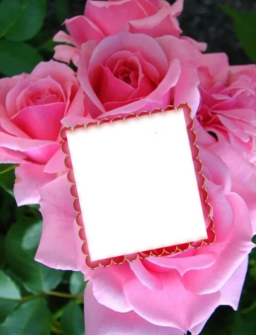 Cc Rosas rosadas Fotomontagem