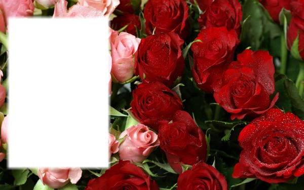 carte avec des roses Фотомонтаж