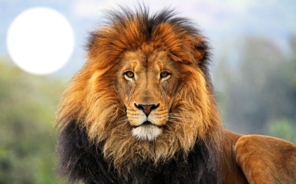 LION Montaje fotografico