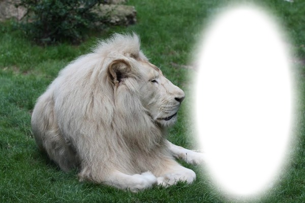 lion blanc フォトモンタージュ