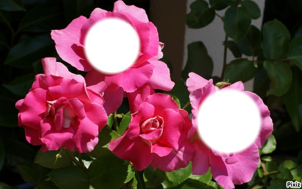 Mes roses Fotomontaż