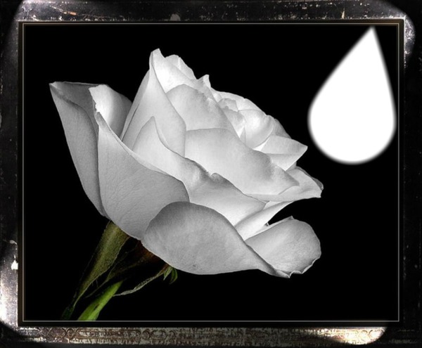 la rose blanche Fotomontasje