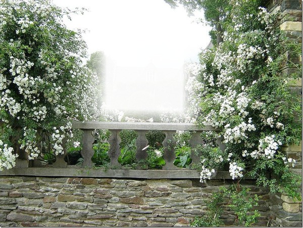 Les Roses Blanche Fotomontage