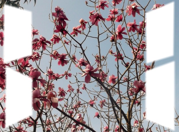Magnolias Фотомонтаж