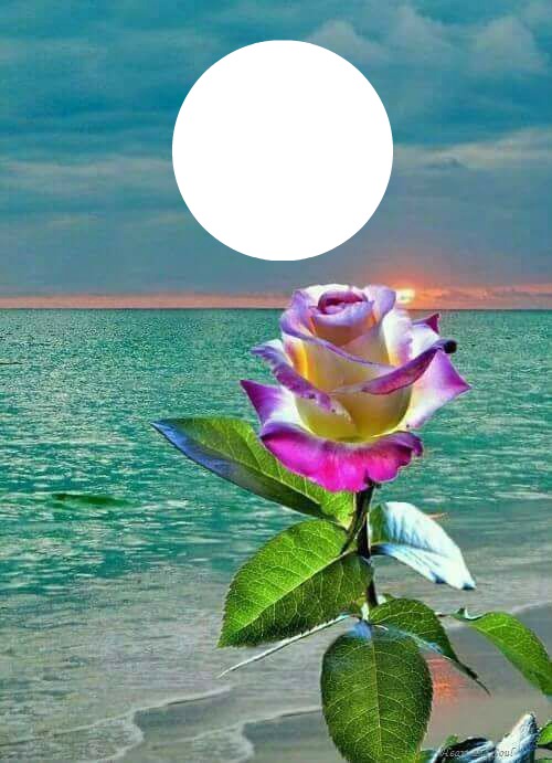 single rose Фотомонтаж