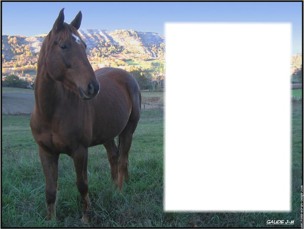 cadre cheval Montaje fotografico