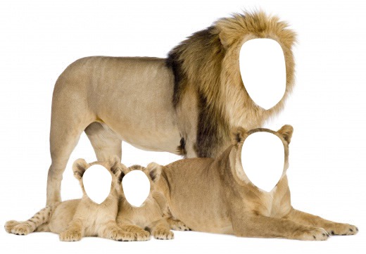 famille 4 lions Photomontage