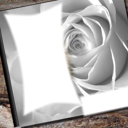 rose blanche 2 Photo frame effect
