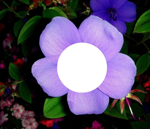fiore / fleur Fotomontaggio