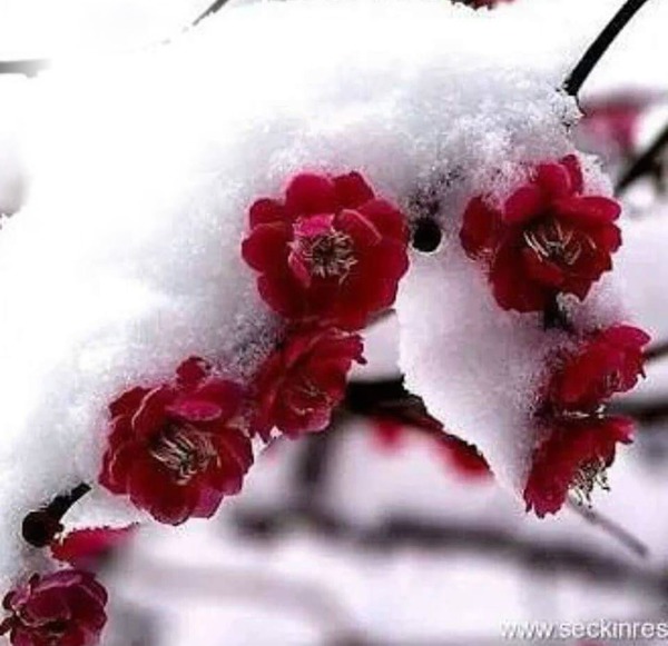 kar çiçekleri Fotomontage