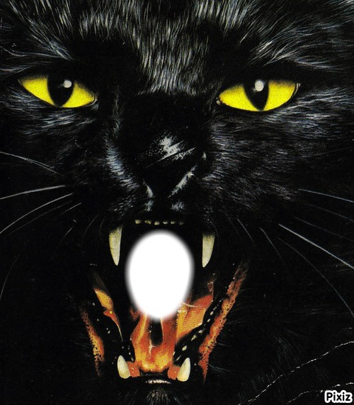 le chat noir Fotomontažas