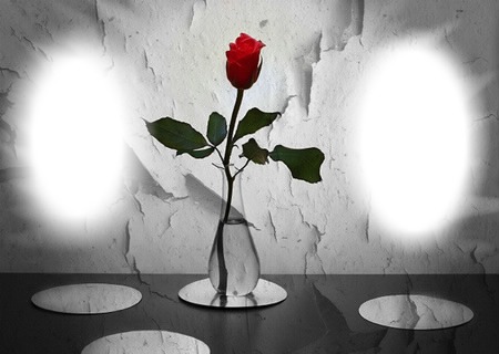 Single red rose Montage photo