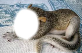 visage de l'ecureuil Photomontage
