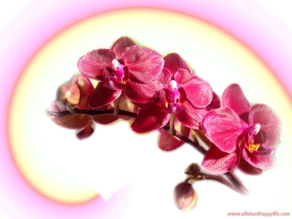 orchidées roses Photo frame effect