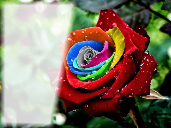 Rainbow Rose Photo frame effect
