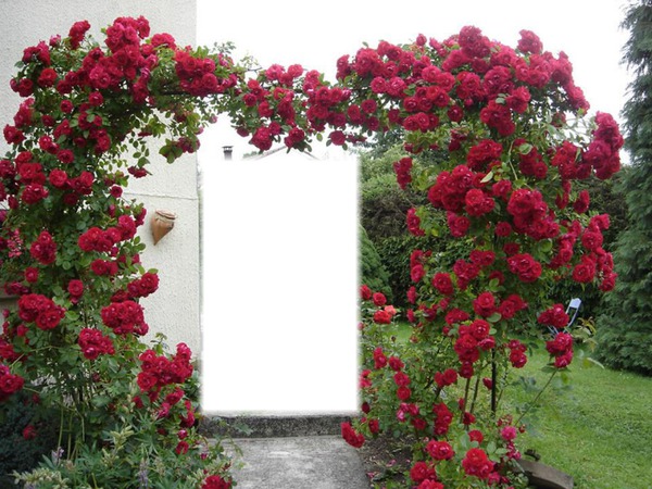 portail de rose Фотомонтажа