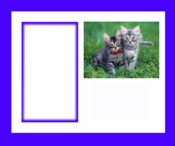 Les chatons Montage photo