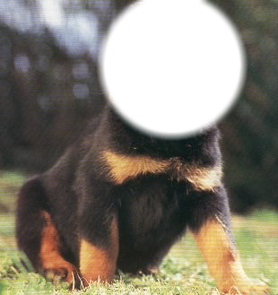 chien Photo frame effect