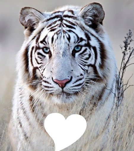 Tigre blanc tigré Fotomontagem