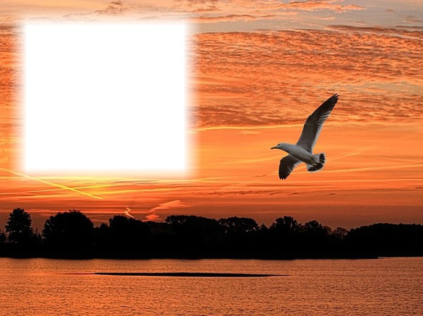 Nature-paysage-coucher de soleil-oiseau Fotomontage