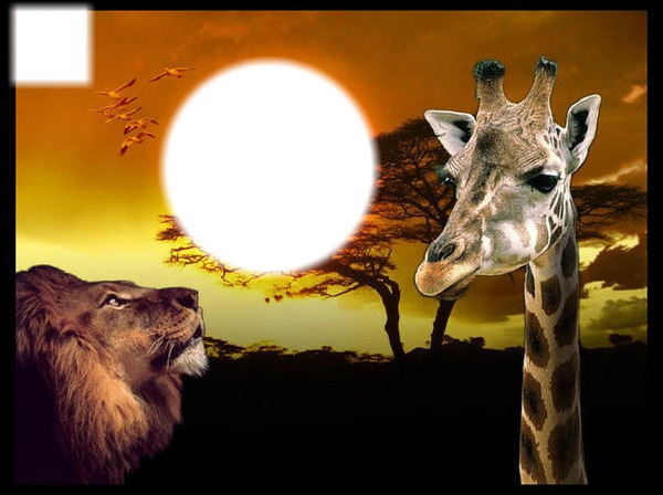 Savane Montage photo