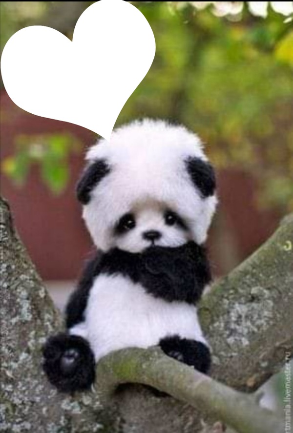 isabella panda Fotomontage