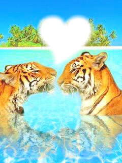 tigre amoureux Fotómontázs