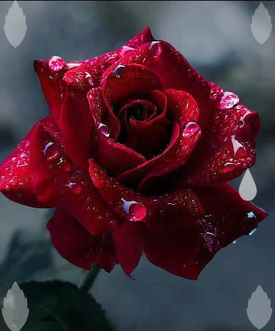 la rose du coeur Fotomontaggio