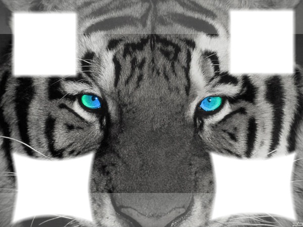 tigre au yeux bleu フォトモンタージュ