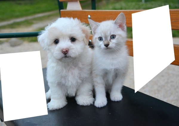 chien et chat Fotómontázs