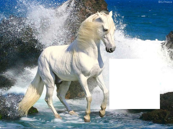 cheval blanc Montaje fotografico